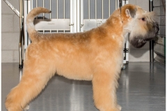 Oreana show model puppy
