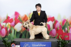 Int. IJsselshow Zwolle 2019 BOB: A Gift For Life From RoBi's House