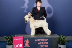 53e Int Antwerp Winner 2019 BOB: P.S. I Love You From Kizzy's Paradise judge: Mr Al Daghistani V. (RS)