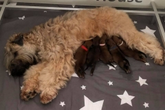 Oreana met haar B-pups net geboren